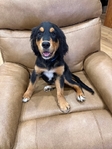 Spangold Retriever
