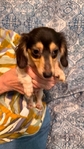Beautiful Mini Dachshund Puppies