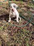 Blue brendal American bully female