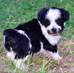 Snorkie Puppies 1/2 Toy Schnauzer And 1/2 Yorkie