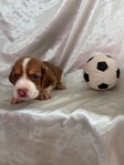 Beagle puppies AKC
