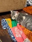 Maine coon mix female kittens
