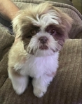 Registered Male Shih Tzu puppy