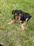 Yorkie puppies