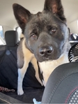 2year old American Akita. Female.