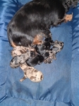 Ckc long haired miniature dachshund