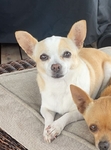 Sweet Female Chihuahua