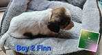 >🐾 BEAUTIFUL AKC MINI DACHSHUNDS AVAILABLE IN SETX! 🐾