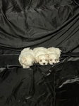 CKC Maltese Puppies