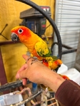 Baby Sun Conures