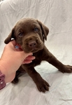 Chocolate Lab Puppies!
