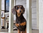 Mini dachshund