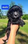 Mini Aussiedoodle pups