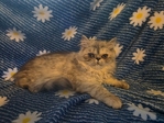 Persian kittens