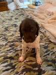 German shorthair Pointers