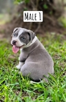 ABKC American Bully Puppies