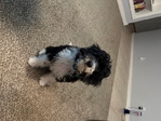 AKC Registered Mini Bernedoodle Puppy