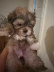3 left - Shih Tzu puppies