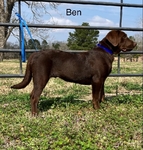 AKC Chocolate Lab