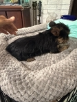 Female Yorkie Puppy Available