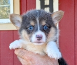 Registered Corgi puppies