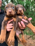 Doberman Puppies for sale