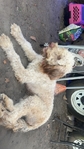 Female goldendoodle