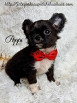 AKC Micro Male AKC Applehead Longcoat Chihuahuas