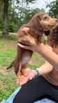 Beautiful Mini Dachshund Puppies