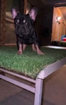 Adult Female Big Rope Frenchie