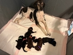 Standard Poodle Puppies born 9/12/25