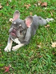 French Bulldog teenage puppies