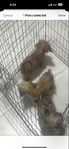 Cute small dogs