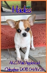 AKC Male Applehead Chihuahuas
