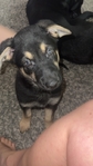 8wk old German shepherd