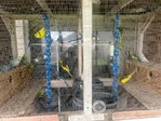 Parakeets for Sale