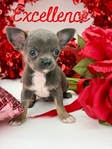 AKC Valentine Applehead Chihuahuas