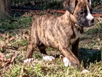 Unregistered boxer puppies
