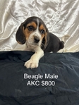 Beagle Puppies AKC