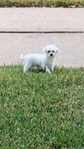 Maltipoo female 6 months small
