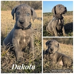 Euro Line Great Dane Puppies