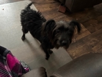Puppy needing Forever home