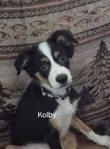 ASDR Registered Toy Australian Shepherd