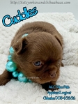 Stunning Tiny AKC Longcoat Applehead Male Chihuahuas