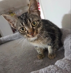 Free kitten 13 weeks old