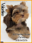 Breathtaking AKC Chocolate & Tan Male Yorkie