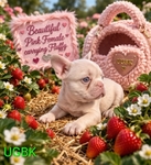 Exotic French bulldogs