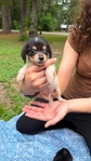 Beautiful Mini Dachshund Puppies