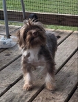 Chocolate male Yorkshire Terrier