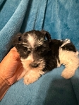 AKC miniature schnauzer